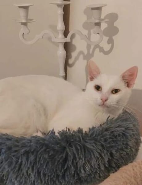 Jerry Schneeweißer ,freundlicher Kater