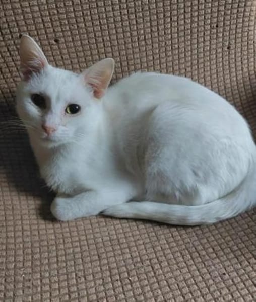 Jerry Schneeweißer ,freundlicher Kater