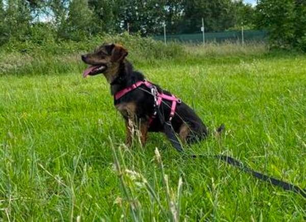 Amy sucht ein freies Körbchen
