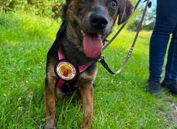 Amy sucht ein freies Körbchen
