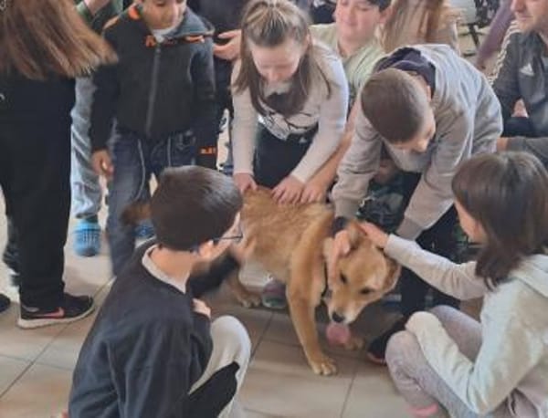 Dömper sucht ein Zuhause