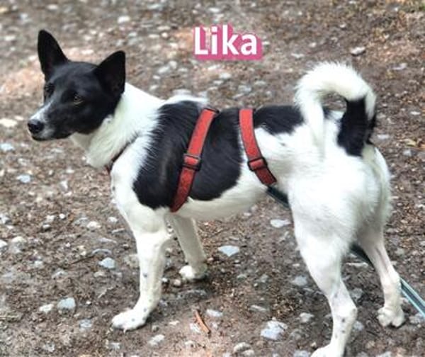Lika, 07/24 - pfiffiges Mädel sucht...
