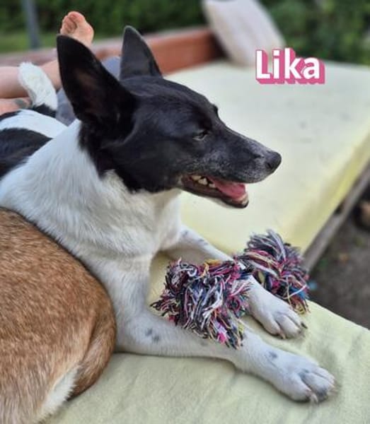 Lika, 07/24 - pfiffiges Mädel sucht...