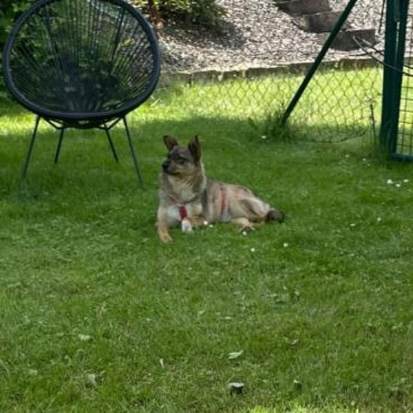 kleine Missy - wo ist mein Zuhause