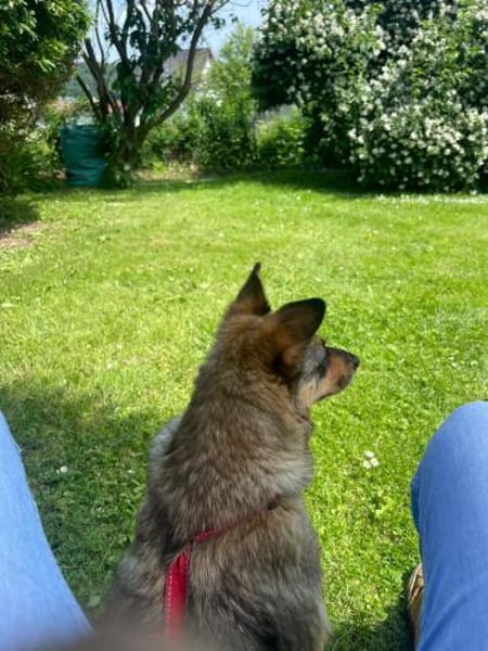 kleine Missy - wo ist mein Zuhause