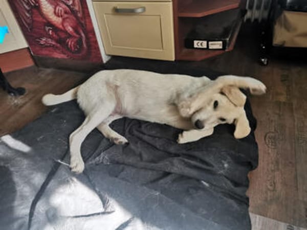Bacio möchte Ihnen Freude bereiten