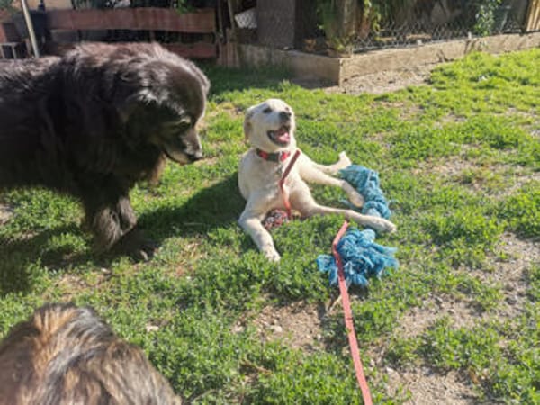 Bacio möchte Ihnen Freude bereiten