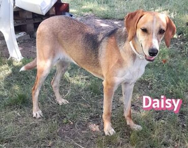 Daisy - treu und menschenbezogen