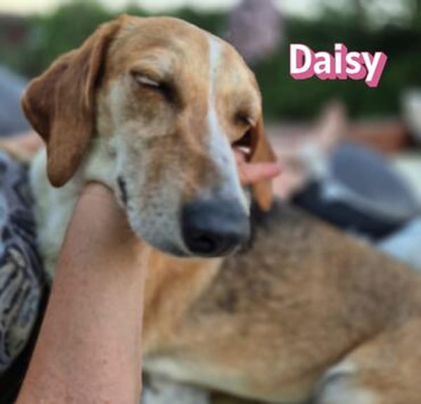 Daisy - treu und menschenbezogen