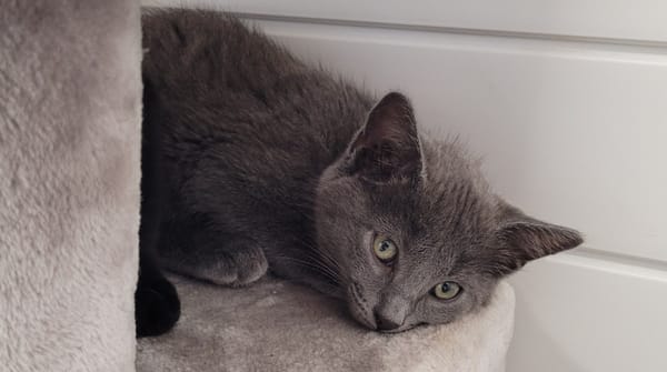 BERLIOZ