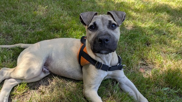 KODA