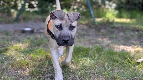 KODA
