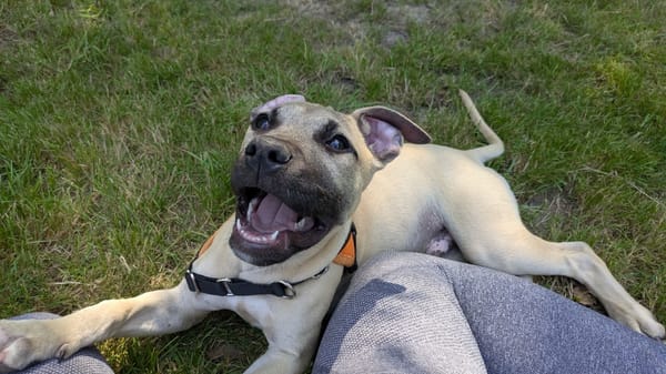 KODA