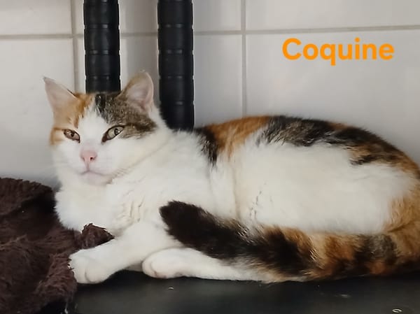 Coquine