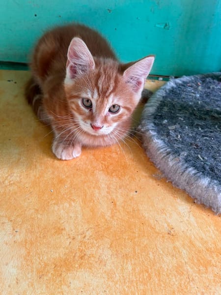 5 Chatons