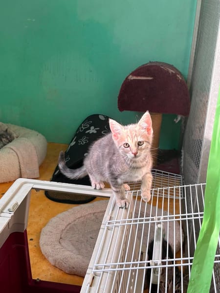 5 Chatons
