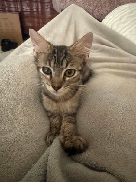 PACO