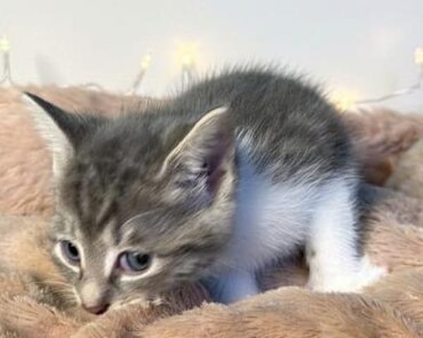 Leo