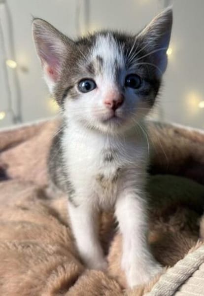 Coco