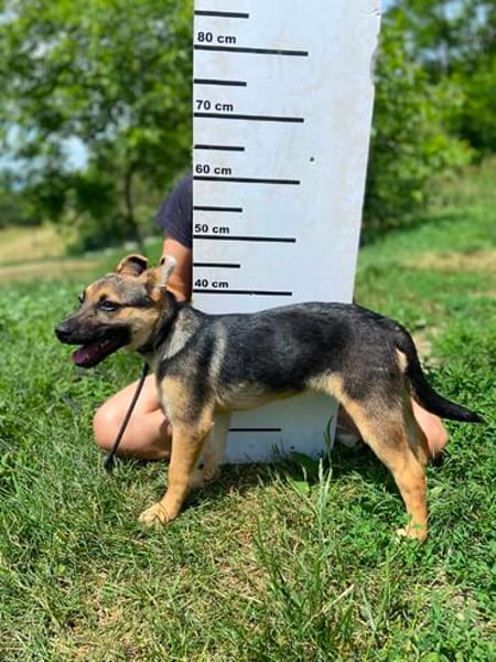 Niedliche FINJA sucht ein Zuhause
