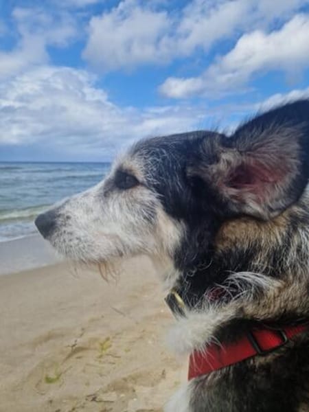 Verschmuster STEVIE sucht sein Zuhause!