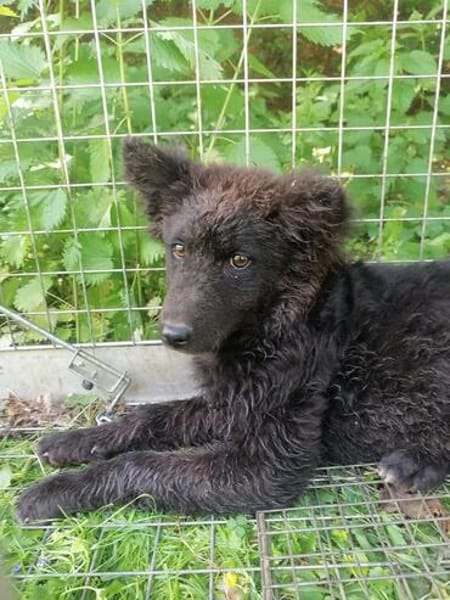 Junger Mudi-Mix BJÖRN sucht ein Zuhause