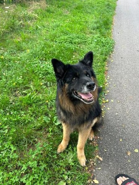 Verschmuster Bruno sucht sein Zuhause