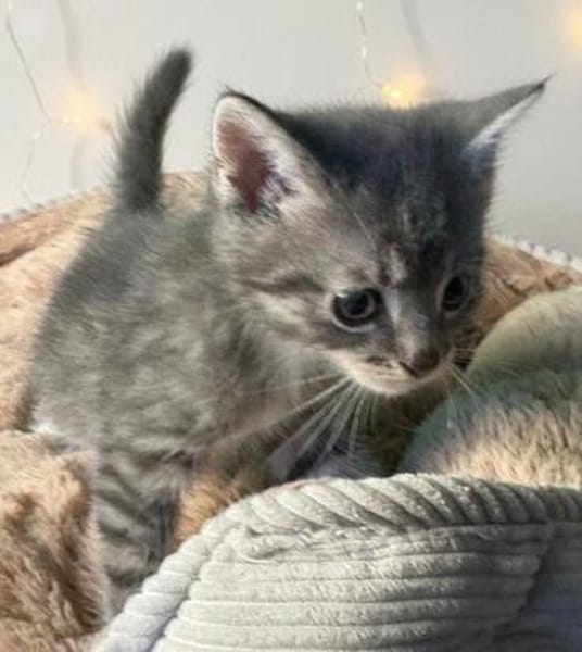 Milo