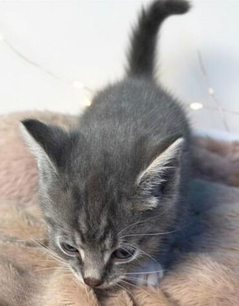 Milo