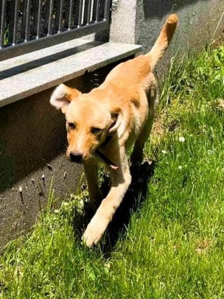 Aktive Familie für Bolle gesucht