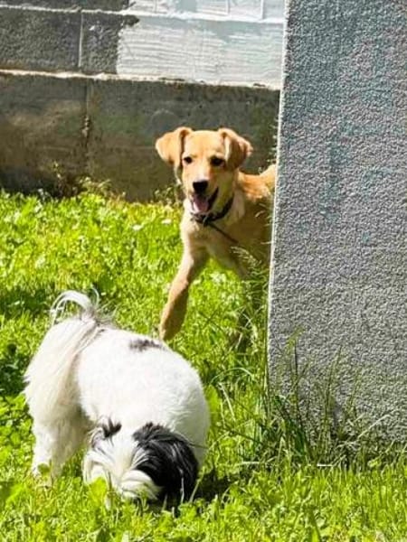 Aktive Familie für Bolle gesucht