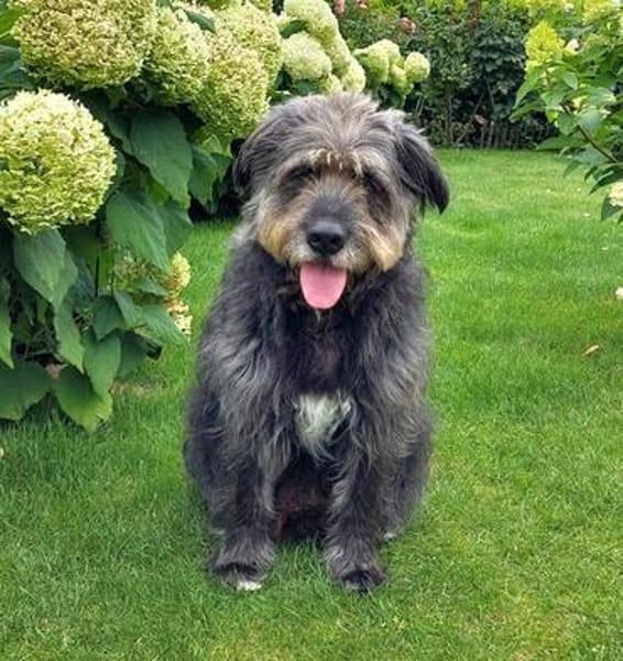 Toby - verliert sein Zuhause