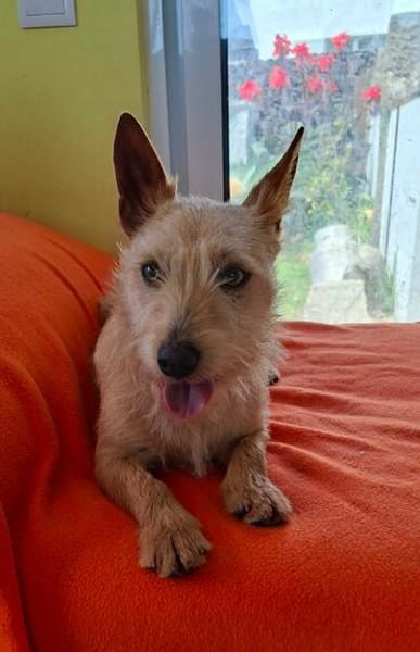 Kiko - der kleine Lausbub :-)