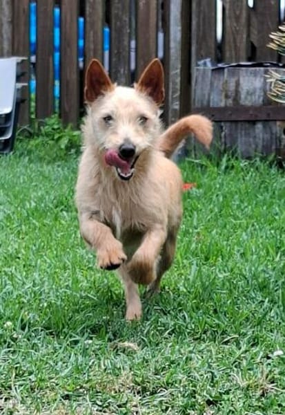 Kiko - der kleine Lausbub :-)