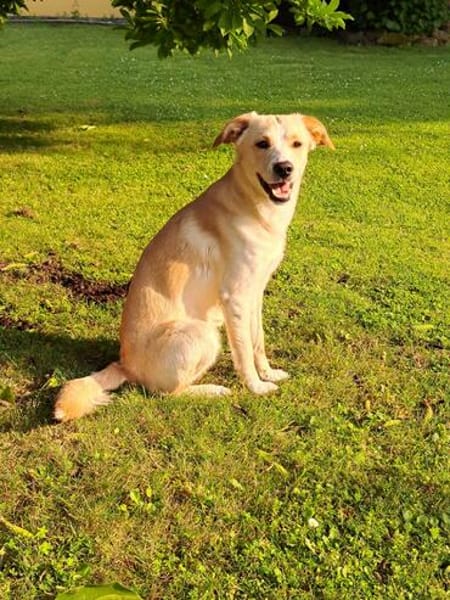 Labby Mix sucht tolle Menschen