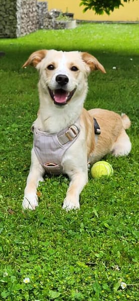 Labby Mix sucht tolle Menschen