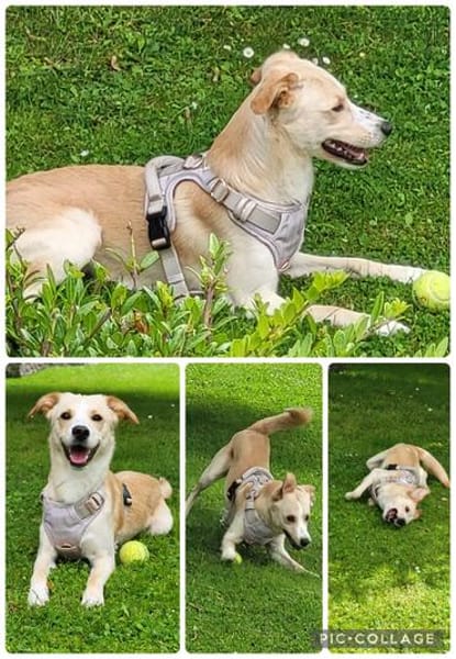 Labby Mix sucht tolle Menschen