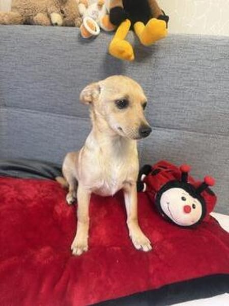 Pinscher Chihuahua Mix Mädchen Abby