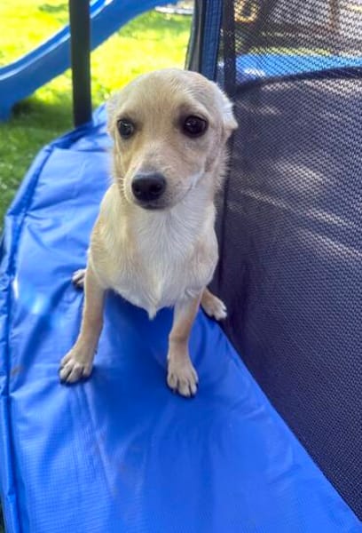 Pinscher Chihuahua Mix Mädchen Abby
