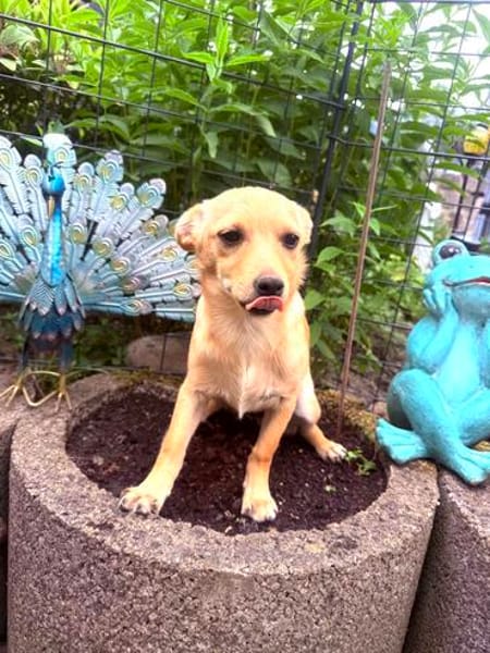 Pinscher Chihuahua Mix Mädchen Abby