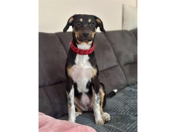 Brida - wartet in15848 Beeskow