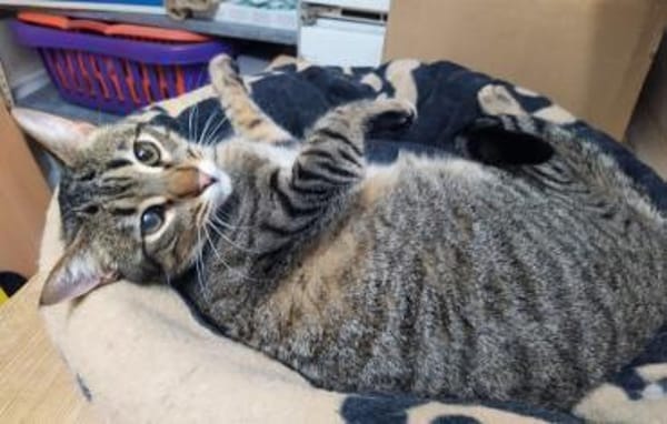 Monty sucht in Wohnungshaltung