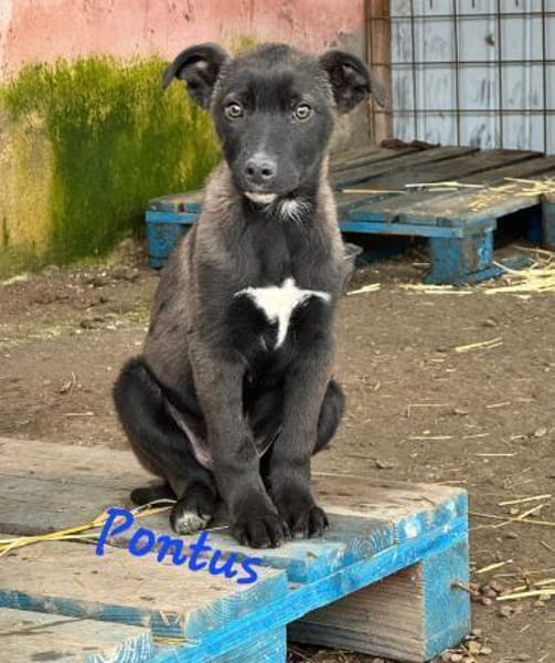 PONTUS, FELIX, & CHICA