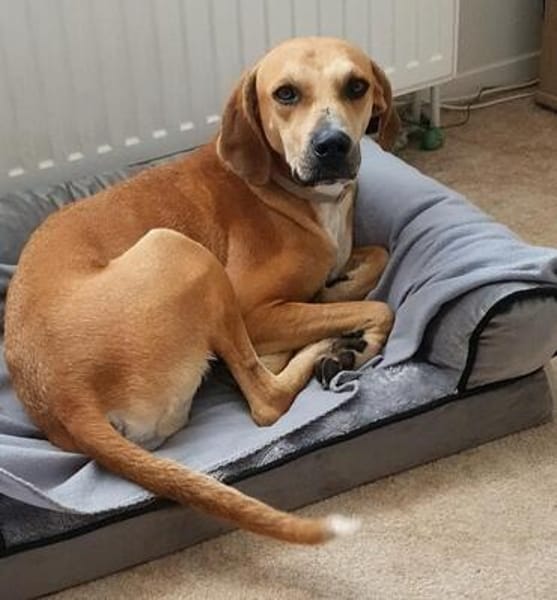 Jimmy sucht ein neues Für-immer-Zuhause