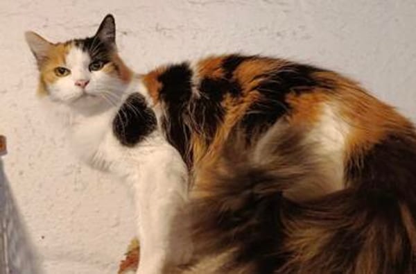 liebe Dora