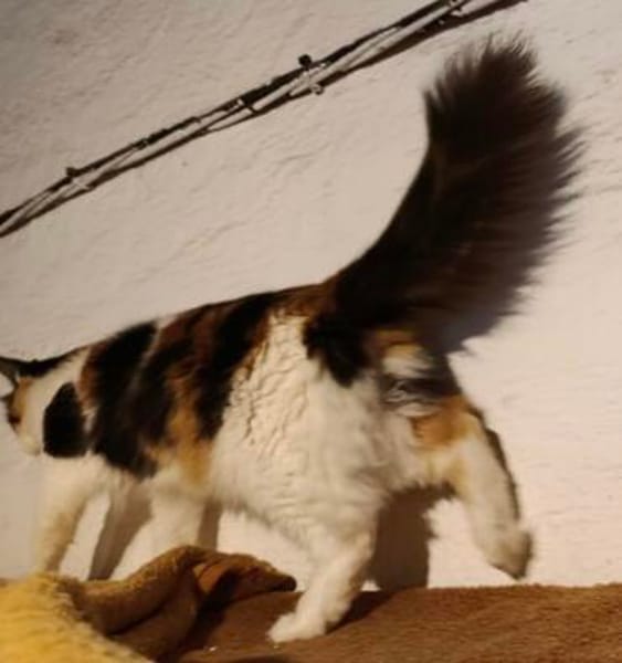 liebe Dora