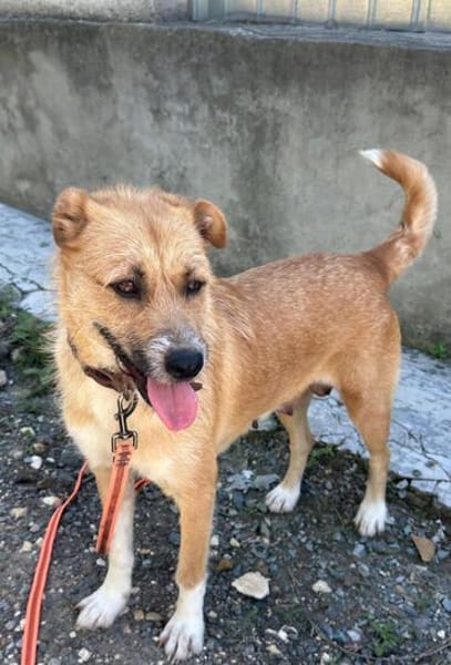 Stelya ist eine Seele von Hund