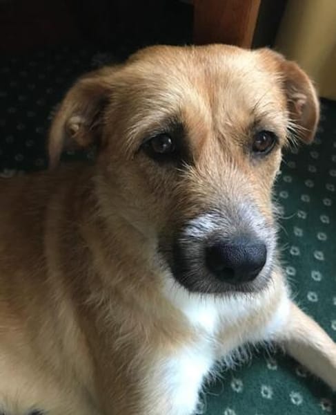 Stelya ist eine Seele von Hund