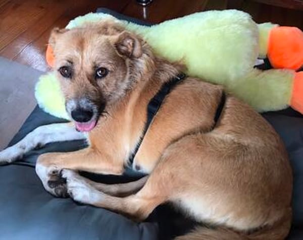 Stelya ist eine Seele von Hund