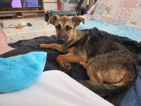 Leilli, Zuckerschnute sucht Körbchen